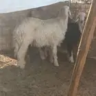 طليان نجد
