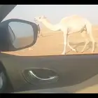 خفوت ضروبه بكر حلوه