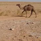 بكره صفراء كفو