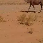 بكره صفرا لقيه كفو
