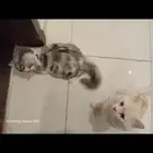 لتبني العاجل