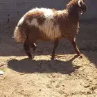 طلي جذع للبيع
