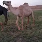 نياق ابل طيبات