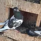 حمام رام بوري صافي
