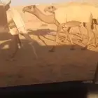 صفرا بكره كفو