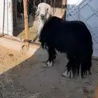 للبيع فحول نجد