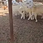 طليان ذبايح