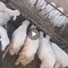 خرفان للبيع