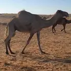 لقحه شعلا ام خامس