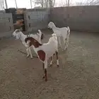 للبيع جفار خليص