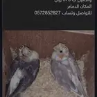 فرخين كروان كوكتيل