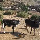 حسلان مرعى ماتعرف الضرمة