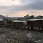 للبيع نحل 100 خليه وصحته ممتازه