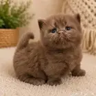 Rare dwarf kitten Cinnamon female reserved
