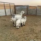 متابيع للبيع