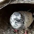 حمام باكستاني