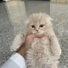 قطط للبيع