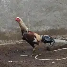 ديك باكستاني نسل ابو ريتاج