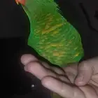 لوري لون اخضر اليف متكلم