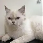 قطط للبيع