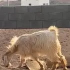 عنز