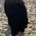 ذبايح عرب