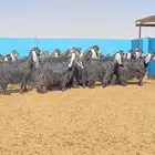 معزا عوارض صنف