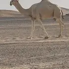 قعود علياني