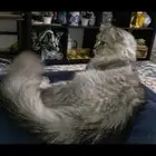 للتبني . . قطة جميلة جدا وكأنها أميرة . .