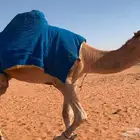 بعير حيسوني