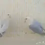 جوز روز منتج