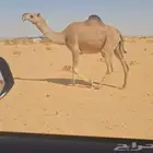 حمرا ضروبه