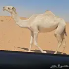 بكره طيبه