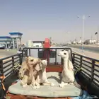 دنا ونش تحميل ابل
