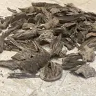 كلمنتان طبيعي سوبر مرتفع