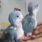 فروخ كويكر ازرق