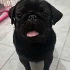 Pug Dog