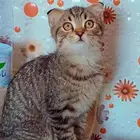 للبييع كيتن إنتاج بطل سكوتش فولد وسكوتش ستريت