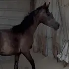 مهر للبيع