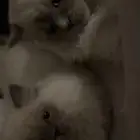 قط هملايا