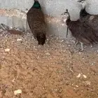 اجواز طواويس مع انتاجها