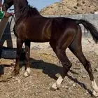 حصان شيخ جاهز ل الشتويه