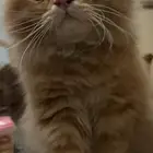 قطط صغار شيرازي اثنين مع بعض