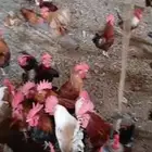 ديوك بلدي للبيع