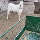 للبيع تيس فحل ثني