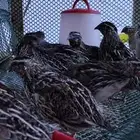 سمان للبيع