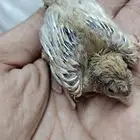 لهوايه الغر والتسميع