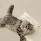 قط ذكر شيرازي هملايا للتبني