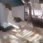 للبيع وز بلدي