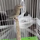 فحل ياسمين الطايف